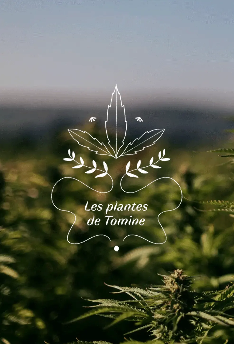 Logo Les Plantes de Tomines, photo par Cerize Photographe