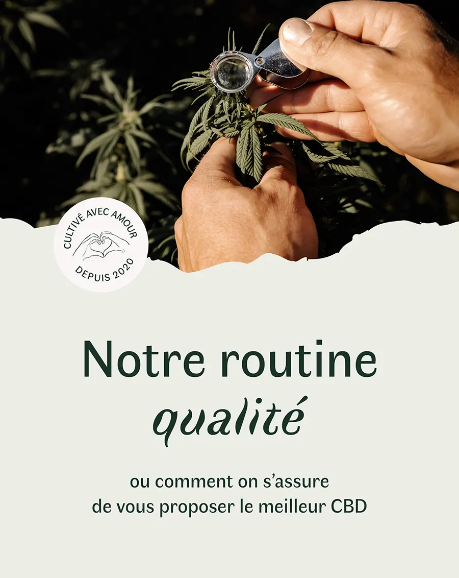 Les-Plantes-de-Tomine-identite-visuelle-Lucie-Colin-1