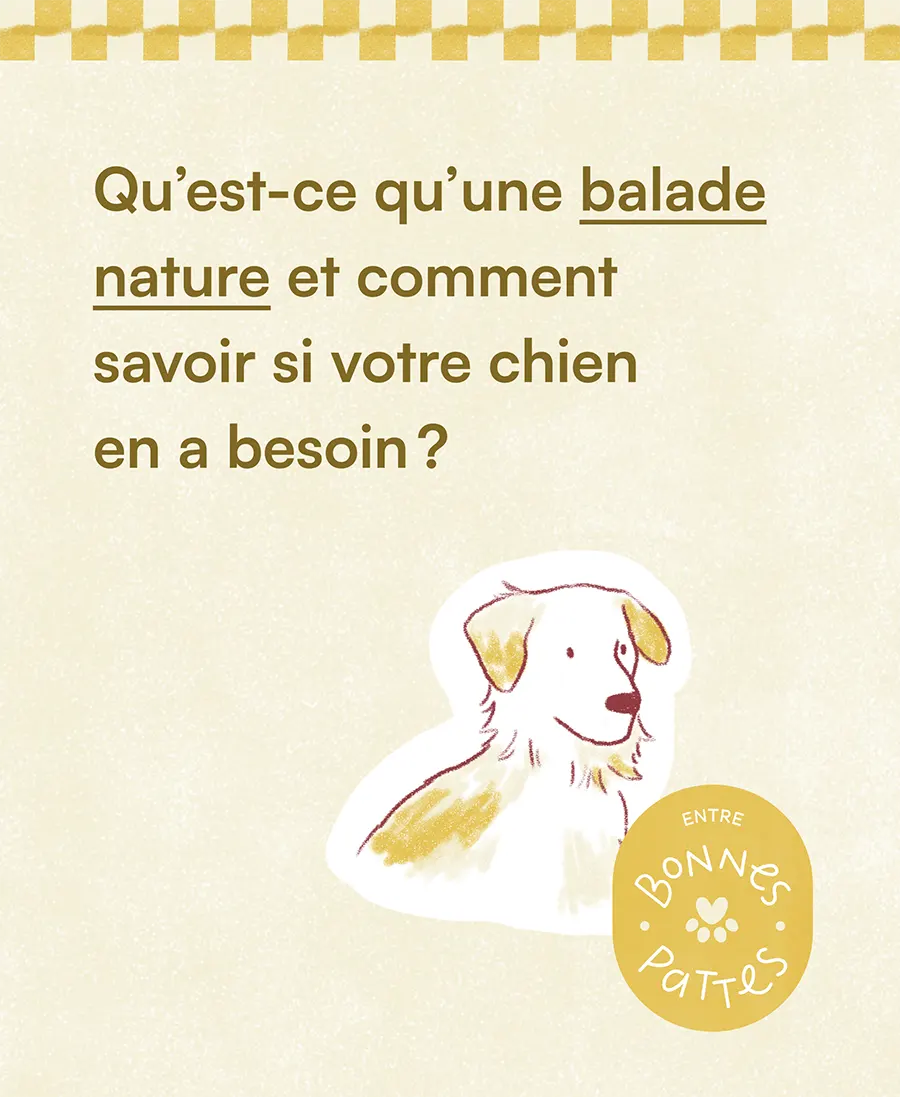 Flacon pompe les plantes de tomines marque de produits au CBD